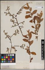 Foto von Salix aurita L.